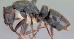 Hormiga productora de compuestos antimicrobianos estudiados contra bacterias y hongos resistentes.