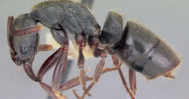 Hormiga productora de compuestos antimicrobianos estudiados contra bacterias y hongos resistentes.