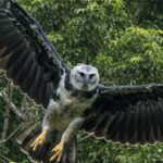 Deux aigles équipés de radio sont relâchés sur une île tranquille du Panama et après 14 mois, ils déclenchent le chaos