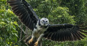 Águila harpía en vuelo sobre la selva de Panamá tras su liberación en la Isla Barro Colorado.
