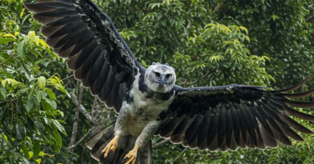 Águila harpía en vuelo sobre la selva de Panamá tras su liberación en la Isla Barro Colorado.