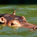 Hippopotame menacé par le braconnage et la perte de zones humides clés