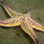 Il est arrivé caché dans des bateaux dans les années 80 et menace aujourd'hui de détruire la vie marine : ils ont déjà retiré plus de 500 kg d'une espèce qui dévore l'écosystème.