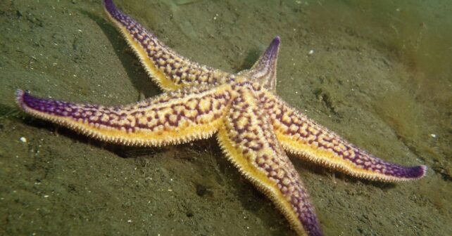 Estrella de mar del Pacífico Norte, especie invasora que amenaza el ecosistema marino en Tasmania.