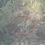 Il promène son chien et filme une rencontre époustouflante dans les Pyrénées : la vidéo qui fait le buzz