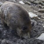 Il ressemble à un autre animal sauvage, mais les chercheurs préviennent qu'il altère la Terre de manière irréversible.