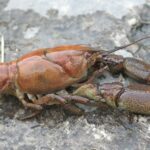 Il ressemble à un simple crabe, mais c'est une espèce envahissante introduite par Philippe II qui dévaste les rivières d'Espagne.
