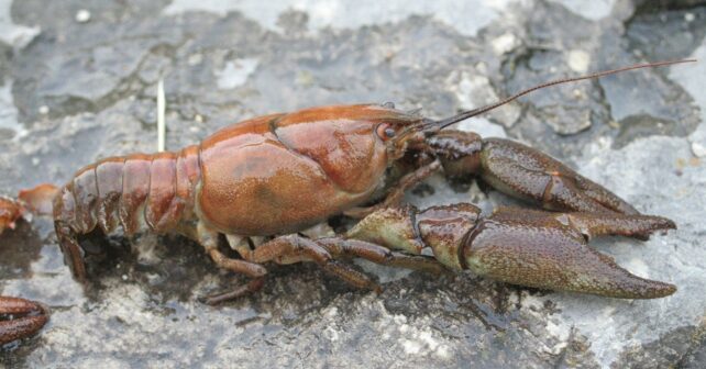 Cangrejo de río italiano Austropotamobius en un cauce fluvial de España.