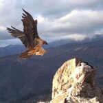 Ils analysent la mort de plusieurs gypaètes barbus et trouvent un « talon d'Achille » dans leur protection : le danger du poison