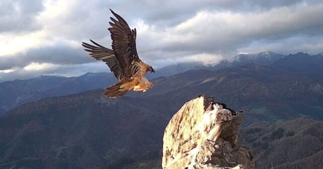 Quebrantahuesos en vuelo en los Picos de Europa, especie en peligro tras el envenenamiento de un ejemplar reintroducido.