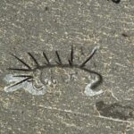 Ils analysent un fossile vieux de 500 millions d'années et découvrent ce qu'il a mangé avant de mourir : le secret de l'animal le plus rare