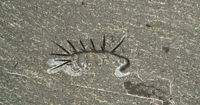 Fósil de Hallucigenia del Cámbrico con espinas dorsales preservadas en el Burgess Shale.