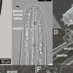 Ils analysent un lac salé et trouvent un être vivant qui ne devrait pas être là : la preuve qui remet en question ce que l'on savait