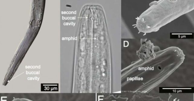 Imagen microscópica del nematodo Diplolaimelloides woaabi hallado en el Gran Lago Salado de Utah.