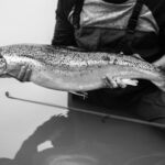 Ils demandent de déclarer le saumon atlantique en danger d'extinction en Galice