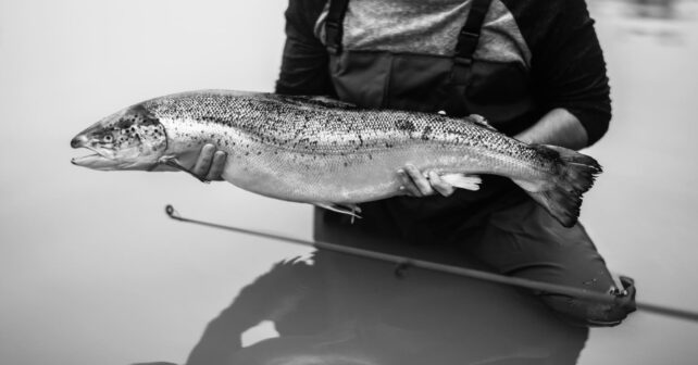 Salmón atlántico en peligro de extinción en Galicia