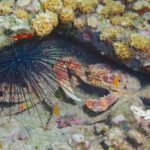 Ils développent une formule pour sauver les bébés oursins, essentiels aux récifs des Caraïbes après une mortalité massive.