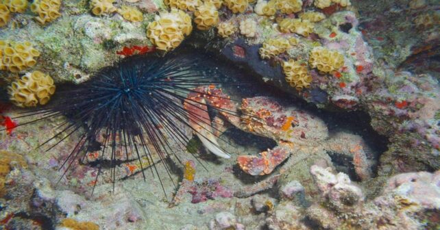 Desarrollan una fórmula para salvar crías de erizo clave para los arrecifes del Caribe y proteger corales