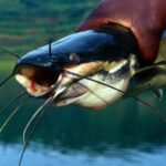 Ils étudient le comportement de ces poissons et découvrent quelque chose d'impossible : ils capturent le moment où ils sortent de l'eau pour chasser.