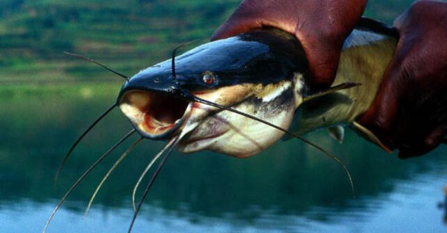 Siluro africano fuera del agua, especie capaz de respirar aire y desplazarse por tierra en condiciones húmedas