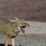 Ils filment un renard à Madrid et découvrent son « chemin vivant » : le secret de la nature que personne n'a vu