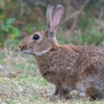 Ils lâchent 24 lapins et finissent par se multiplier par 600 millions et transformer 5,3 millions de km² de sols fertiles en zones dégradées.