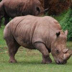 « Ils ont dépensé 74 millions pour la police et ça n'a pas marché » La solution que personne ne voulait accepter vient de sauver des centaines de rhinocéros avec seulement 1% du budget