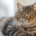 Journée européenne du chat 2026 et l'importance d'une adoption responsable