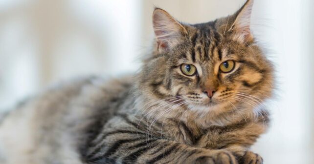 Día Europeo del Gato 2026 y la importancia de la adopción responsable en Europa