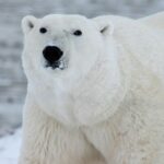 Journée internationale de l'ours polaire 2026 : alerte sur son risque d'extinction en Arctique