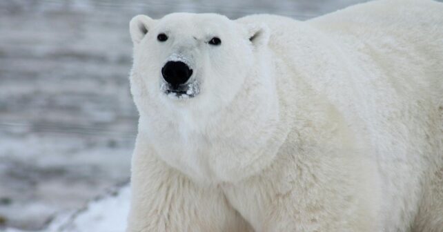 Día Internacional del Oso Polar 2026: alerta sobre su riesgo de extinción con oso sobre placa de hielo reducida