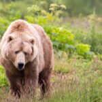 Journée internationale et débat sur la protection de l'ours brun en Espagne