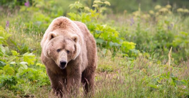 Protección del oso pardo en España en su hábitat natural