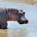 Journée mondiale de l'hippopotame 2026 : le géant africain en grave danger