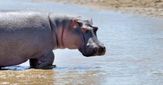 Día Mundial del Hipopótamo y conservación de humedales