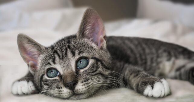 Día Mundial del Gato 2026 y la importancia de la tenencia responsable