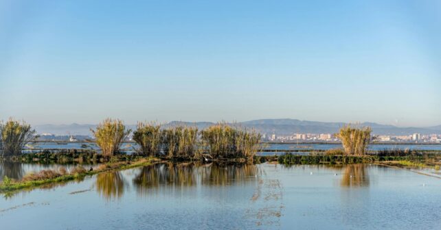 L’Albufera pierde casi diez centímetros de profundidad por acumulación de sedimentos tras la dana