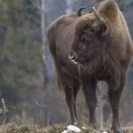 L'Azerbaïdjan renforce la réintroduction du bison d'Europe avec le plus grand transfert historique
