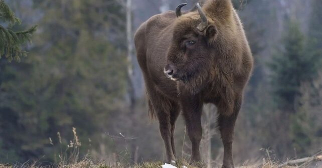 Reintroducción del bisonte europeo tras su traslado desde Alemania a Azerbaiyán