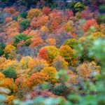 L'Espagne n'a pas besoin de planter plus d'arbres mais plutôt de mieux prendre soin de ses forêts, selon la science