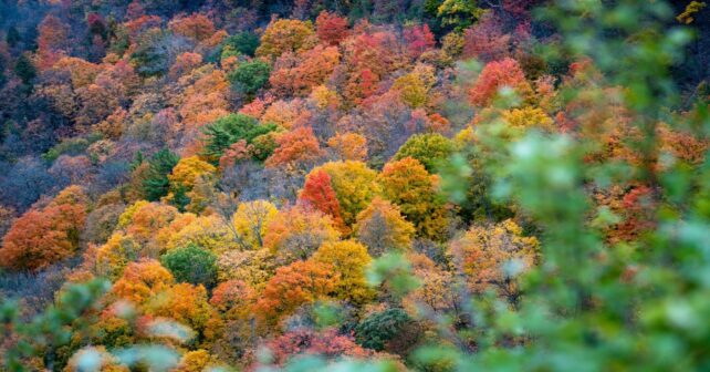 España no necesita plantar más árboles sino cuidar mejor sus bosques según expertos del CREAF