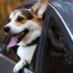 L'UE modifie les règles et, à partir d'avril, tous les propriétaires de chiens et de chats devront enregistrer à l'avance tout voyage qu'ils effectuent avec des animaux de compagnie.