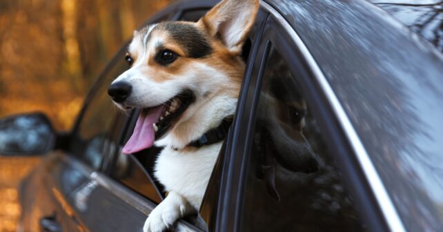 Perro asomado por la ventanilla de un coche durante un viaje con mascotas dentro de la Unión Europea.