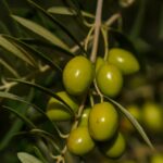 L'Université de Californie confirme que les oliveraies ultra-denses maintiennent leur production avec 50 % d'azote synthétique en moins