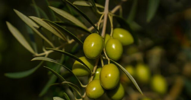 Olivar superdenso en California con recolección mecanizada en estudio sobre reducción de nitrógeno.