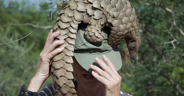 Día Mundial del Pangolín 2026 alerta sobre el tráfico ilegal que amenaza su supervivencia en bosques tropicales