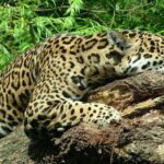 Le Mexique renforce la protection du jaguar, une espèce en voie de disparition