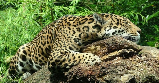 Jaguar en peligro de extinción en México