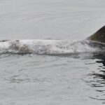 Le dauphin de Risso, qui peut mesurer jusqu'à 4 mètres et peser 500 kilos, apparaît presque blanc à l'âge adulte mais ses marques racontent une histoire scientifique fascinante.