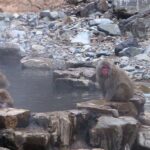 Le mystère des singes des neiges et pourquoi ils se baignent toujours dans les sources chaudes